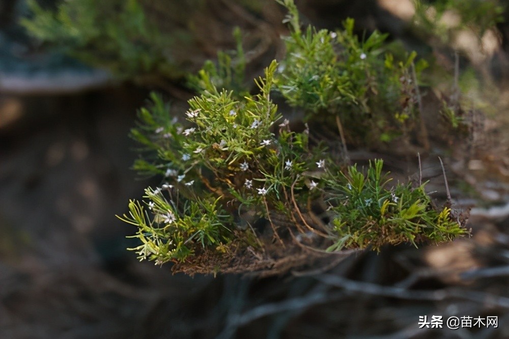 今年价格上涨的苗木,苗木人必看的苗木行情