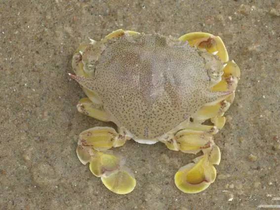 史上最全海鲜视频,史上最全海鲜贝类大全