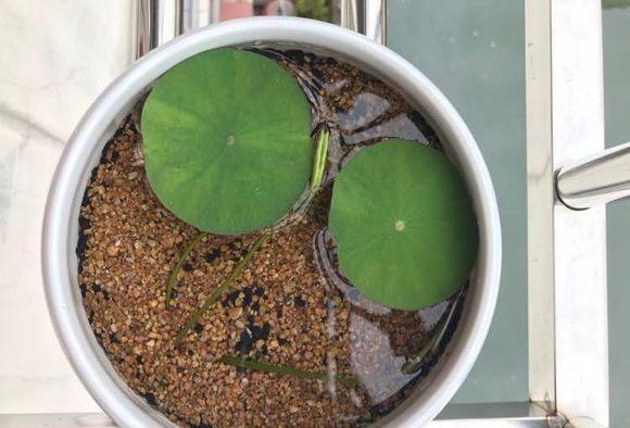 碗莲怎样养才能爆开花,碗莲怎么养叶子大开花多