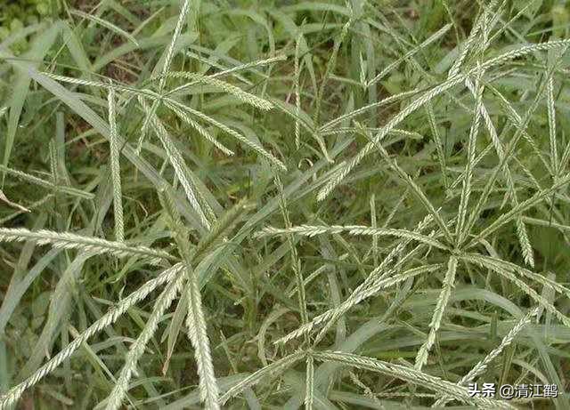 施用除草剂什么时候效果最好,苗前除草剂的效果受哪些因素影响