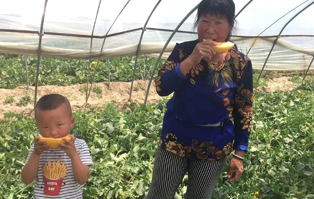 30万斤黄金蜜瓜卖不动！这甜蜜的烦恼，让散户果农们苦不堪言