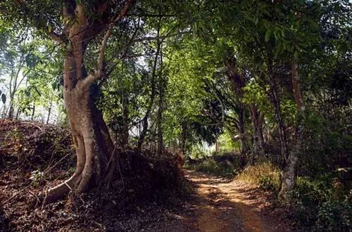 易武山和易武正山的区别,易武正山是什么