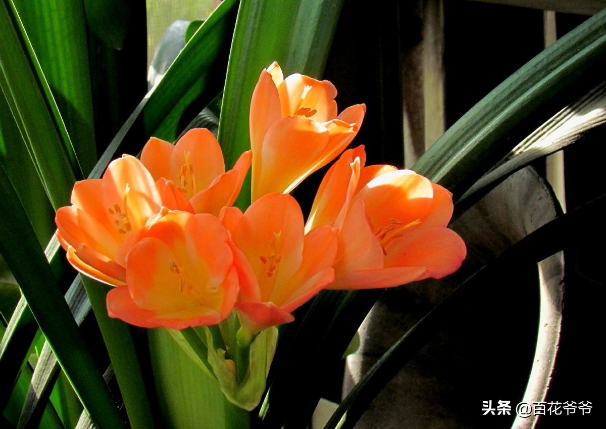 君子兰养了几年不开花也不怎么长,如果你的君子兰养了几年都不开花