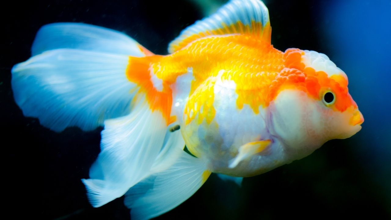 金鱼需要打氧吗,金鱼怎么养没有氧气泵