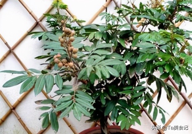 三种水果籽可以种花盆,3种水果籽土里长出盆栽果子