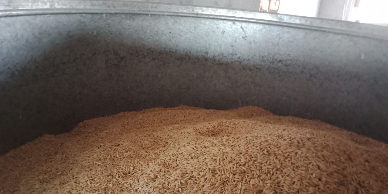 谷仓的稻谷有飞蛾怎么办,谷仓里面有飞蛾怎么办