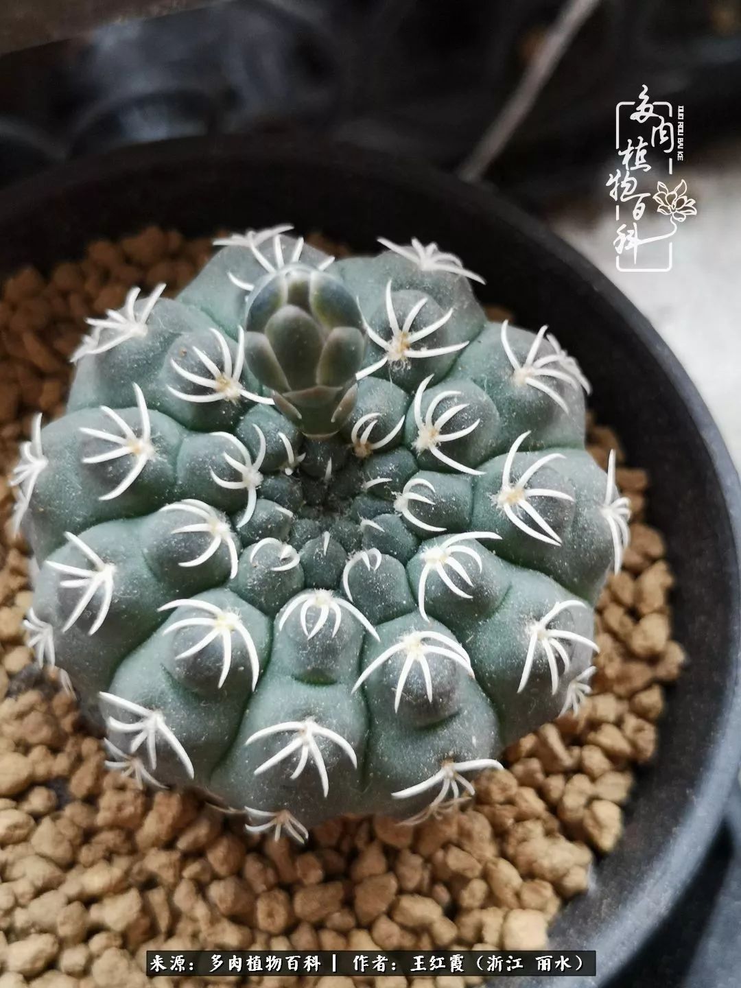 仙人球春天露养条件,仙人球露养条件