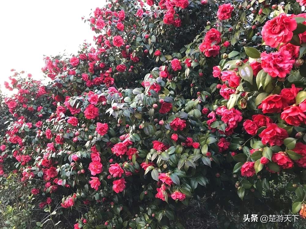 茶花盛开的地方有哪些,湖北有茶花吗