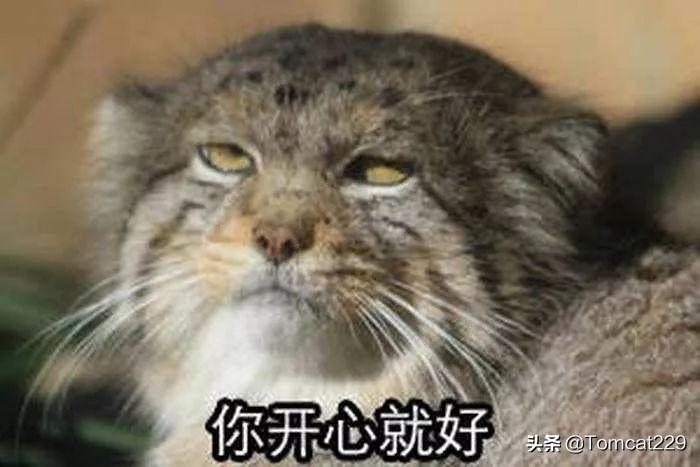 古代是如何给猫咪取名字的,古人给猫取名字