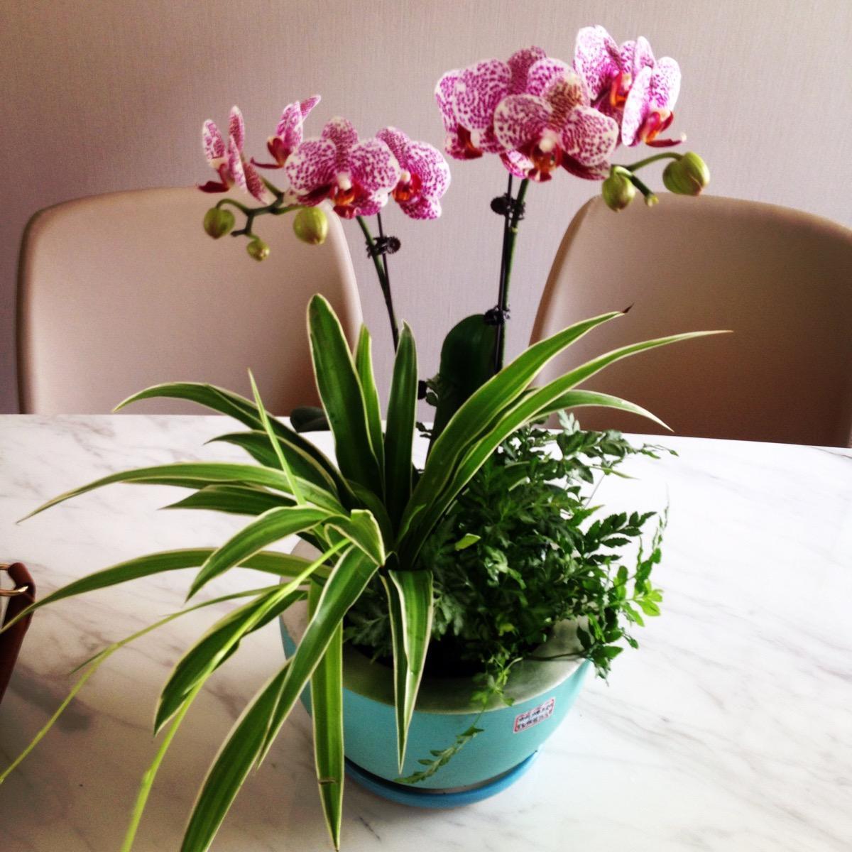 蝴蝶兰一浇水根就发霉,蝴蝶兰一夜之间就蔫巴了