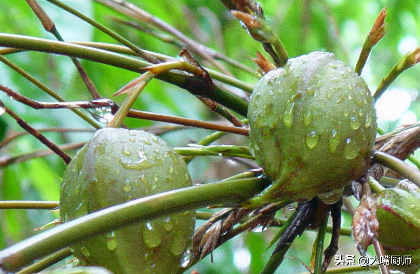 竹子开花结果而且果实又脆又甜,会开花结白籽的竹子