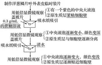 高中生物实验方法归纳图怎么画的,高中生物实验专题归纳