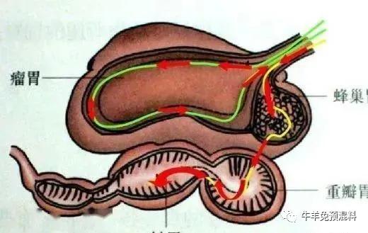 羊瘤胃酸中毒的症状及解决办法,羊瘤胃胀气治疗方法
