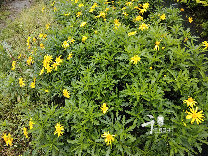 玛格丽特用什么花盆种比较好看,玛格丽特盆栽鲜花怎么醒花