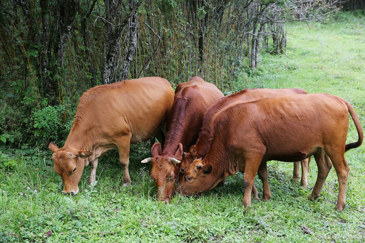 河南省郑州市柳林村,郑州柳林村姓什么