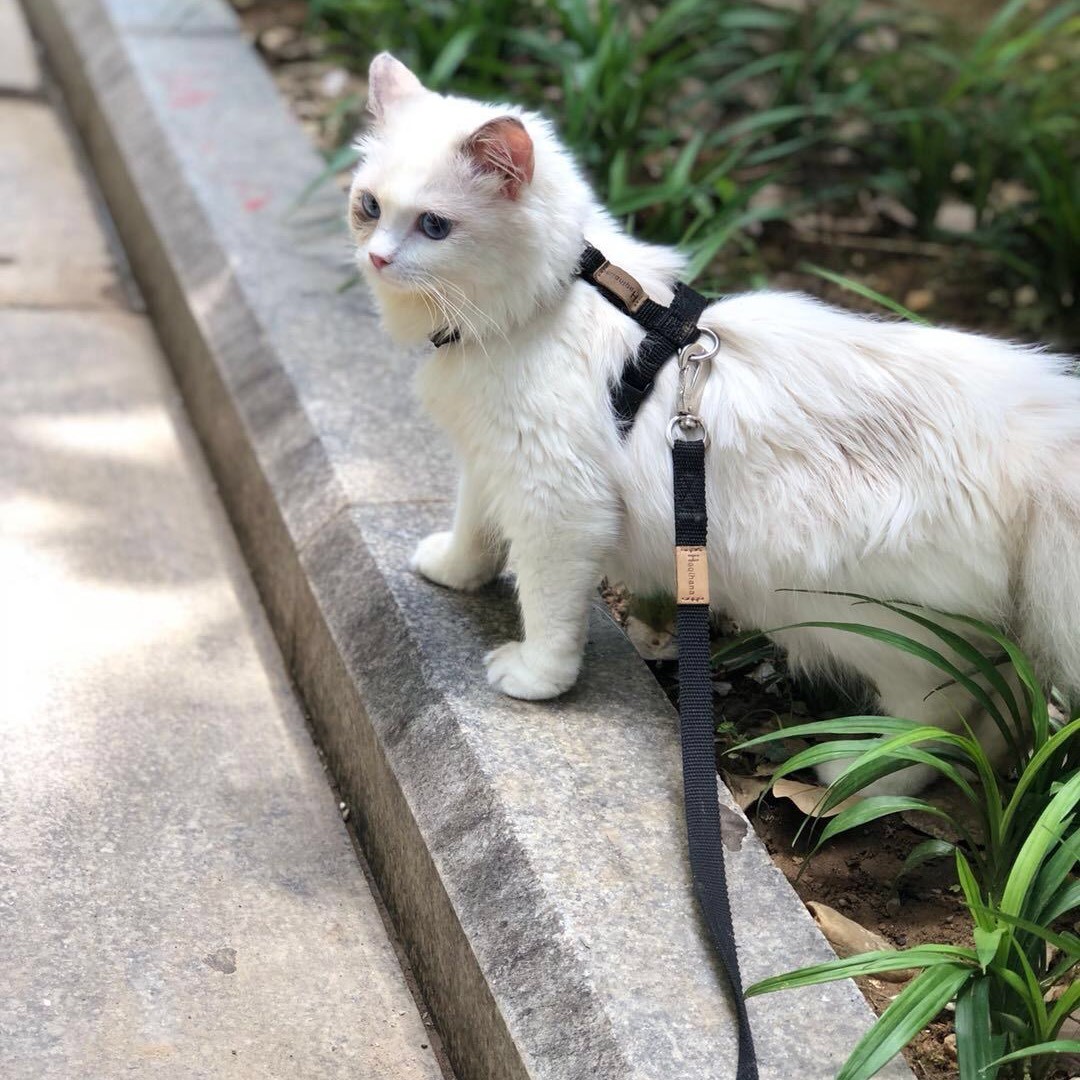 猫粮淀粉百分之27算高吗,为什么猫粮配料表淀粉不标含量