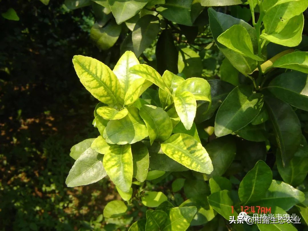 缺氮缺磷缺钾的表现,缺氮缺磷缺钾会怎么样