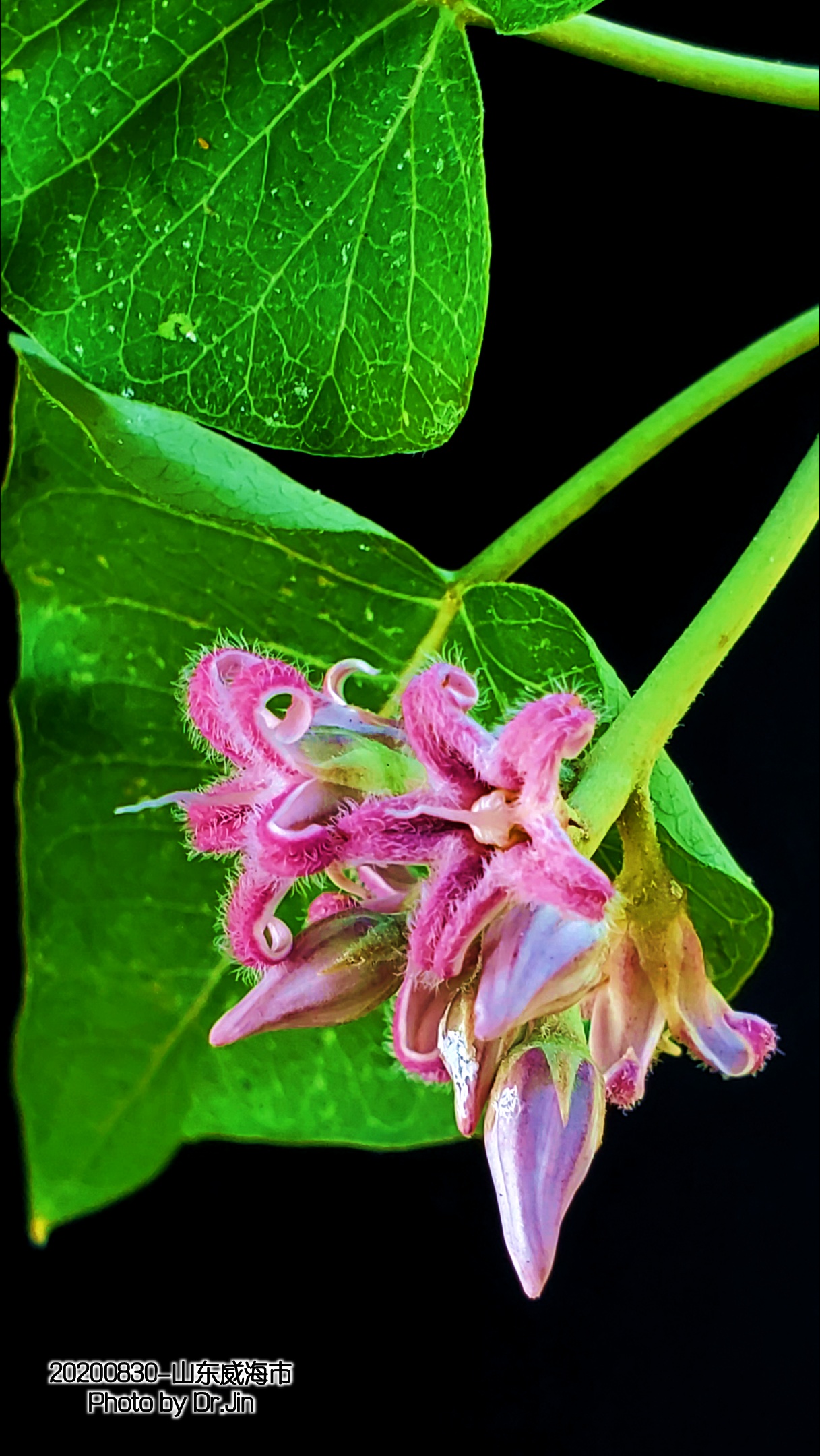 金行博览：补虚劳，益精气-萝藦