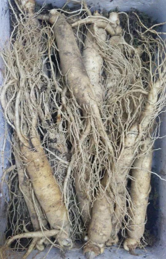 西洋参人参红参一起的功效与作用,人参西洋参党参红参太子参的区别