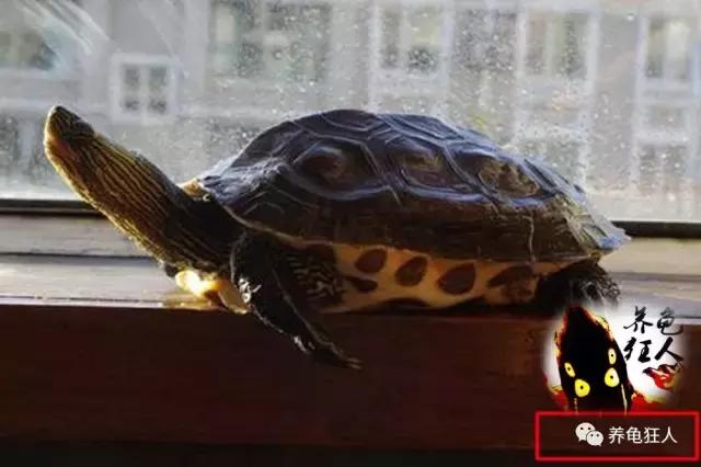 南石龟草龟花龟哪个体型大,草龟花龟珍珠龟哪个更好养