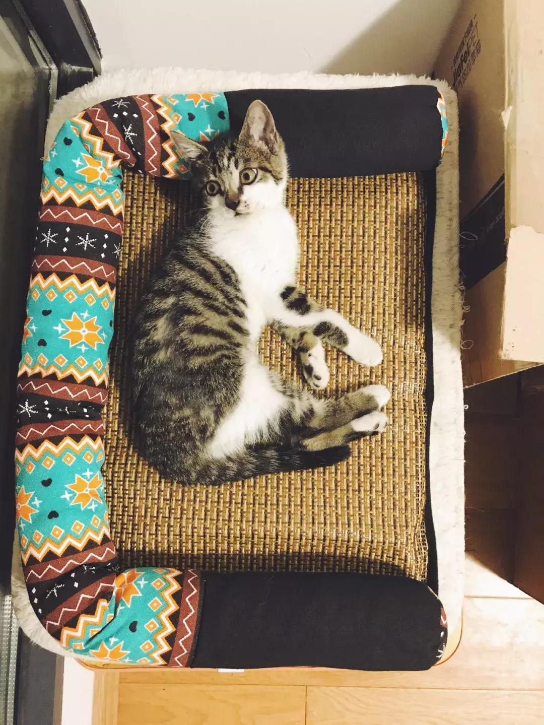 小佩猫窝布偶,小佩猫窝事件