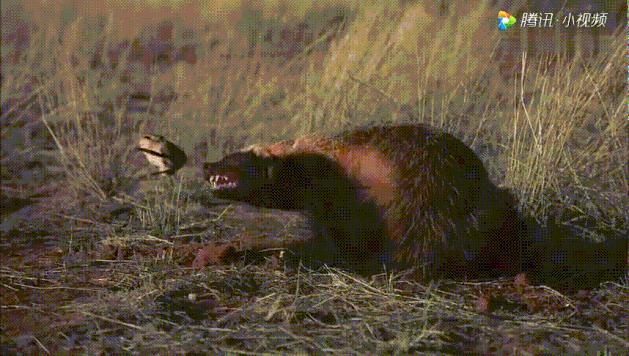 跟狮子抢肉，怼非洲鬣狗，看硬核“平头姐”成长史！