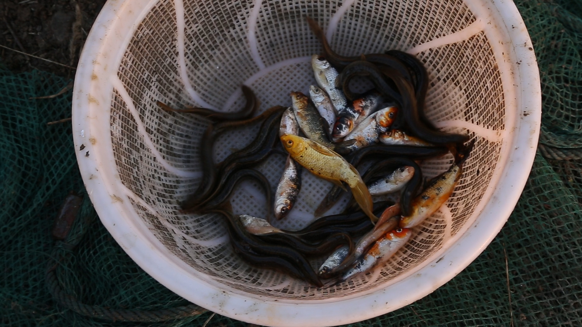 台湾泥鳅养殖成活率怎么样,泥鳅怎么运输才能成活率高