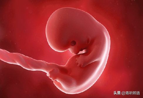 产检时间有什么讲究？医生从胚胎1周到40周成长史来解释原因。