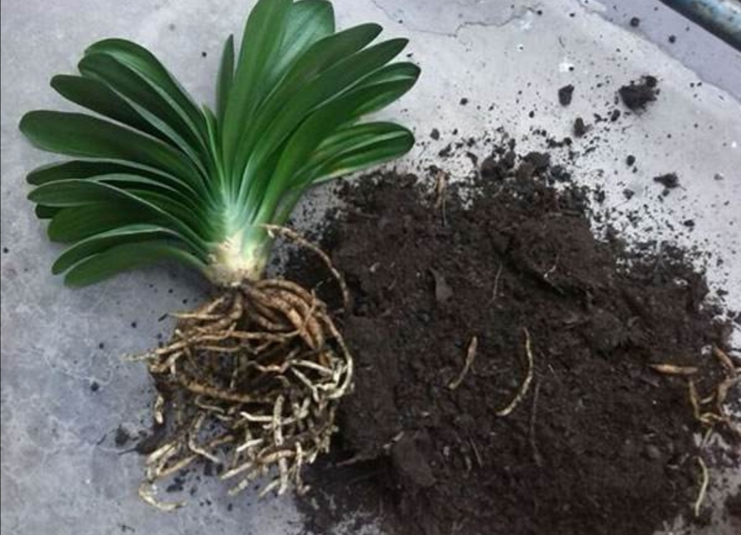 刚买的君子兰怎样换盆,刚买的君子兰可以换盆吗