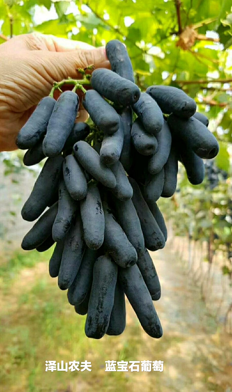 氮、磷、钾—对果树大樱桃的重要性，你用对了吗？