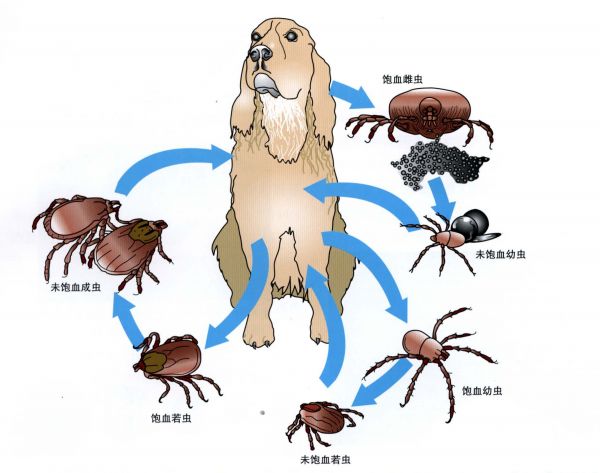 用了博来恩还要内驱吗,博来恩猫外驱
