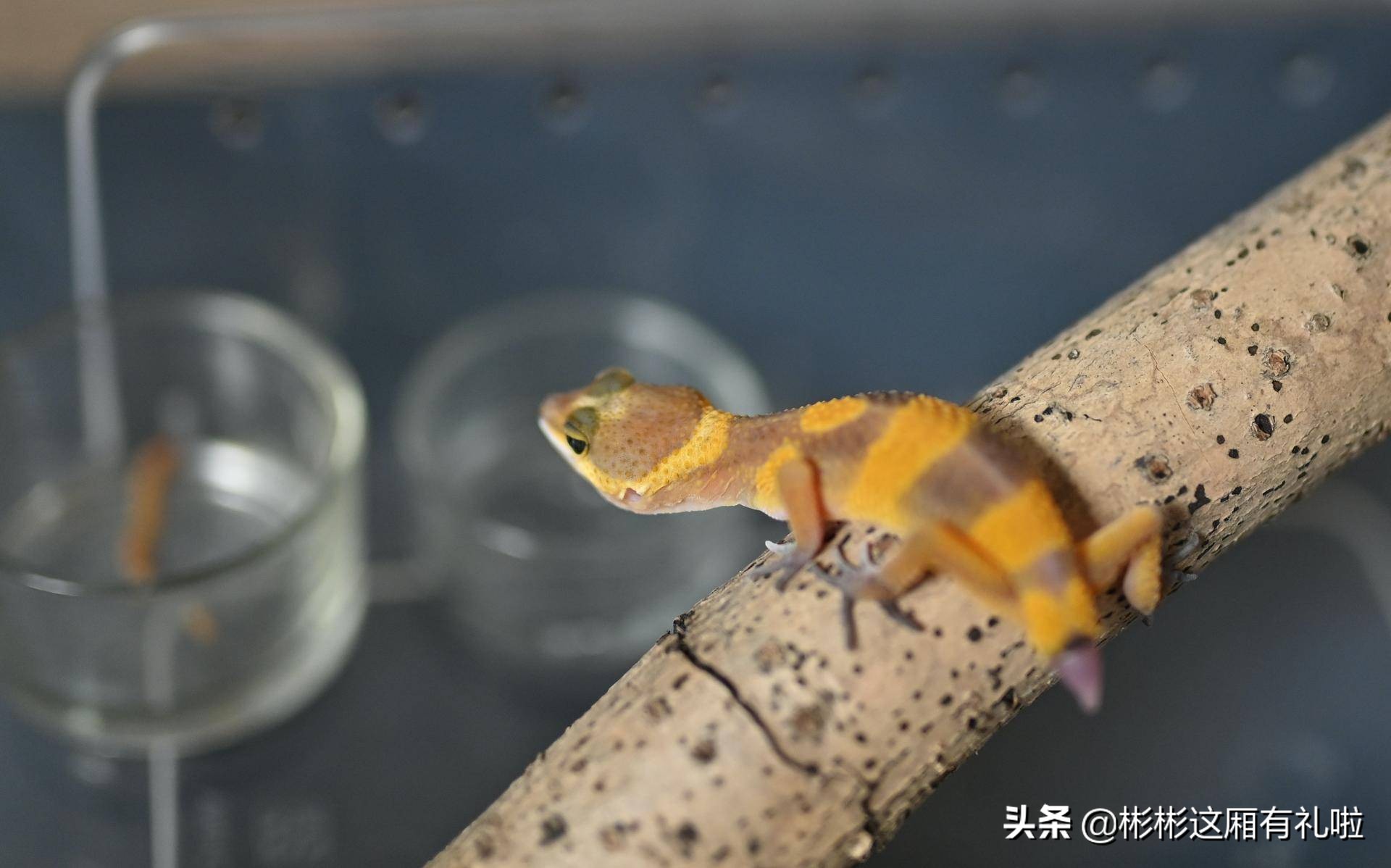 守宫新手养一只还是两只,守宫小白怎么养