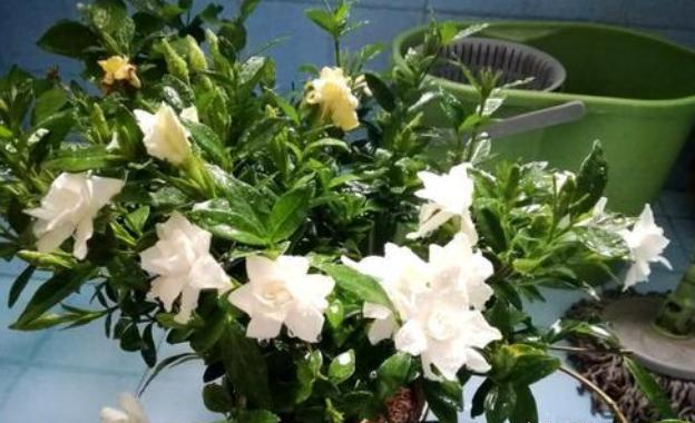 花卉盆栽叶子发黄怎么处理视频,盆栽花草生病怎么解决