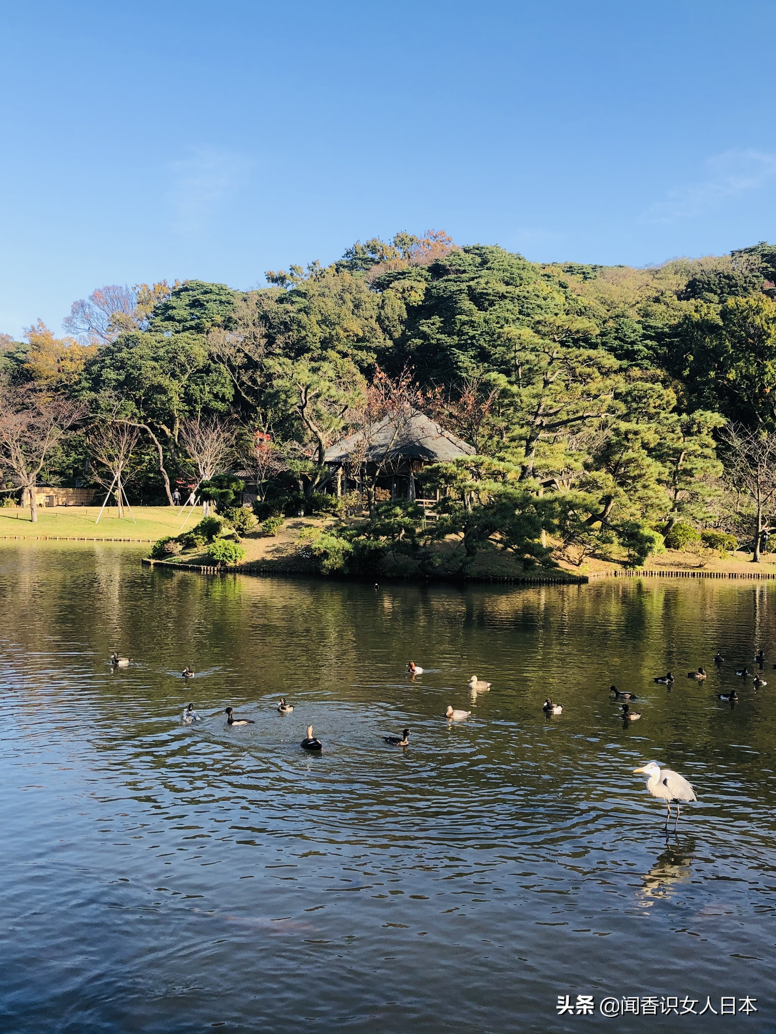 横滨三溪园,横滨三溪园介绍