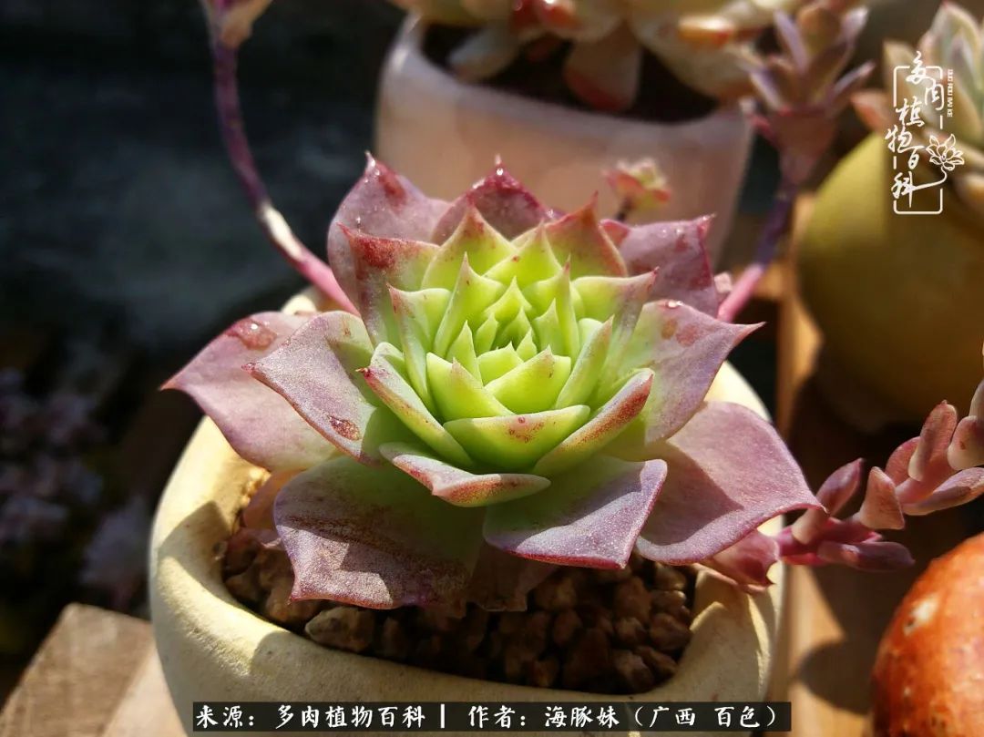 七月的雨,八月的风,多肉植物,我还是喜欢你