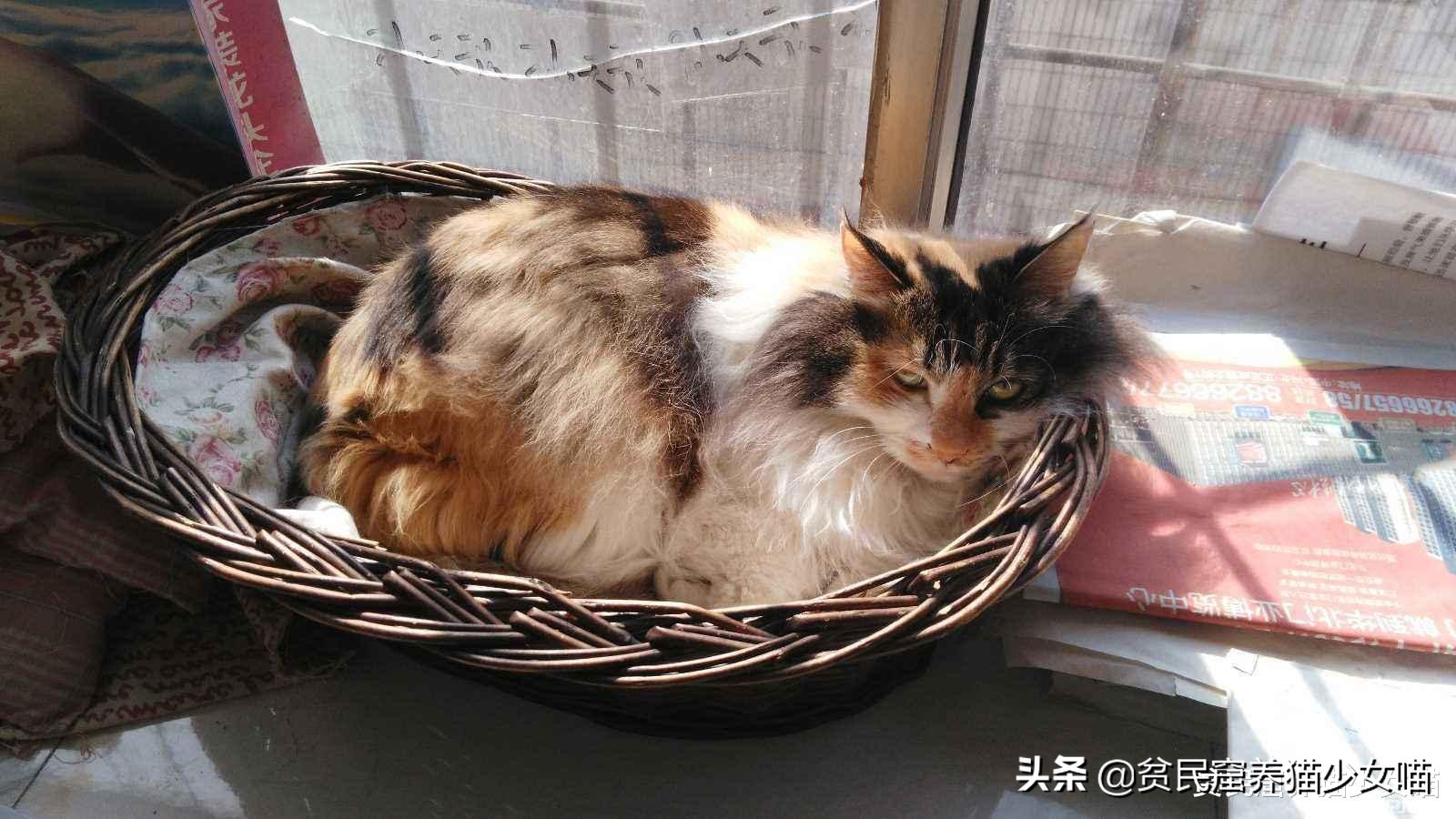 为什么不建议家养宠物猫笼养,猫咪笼养的标准是什么