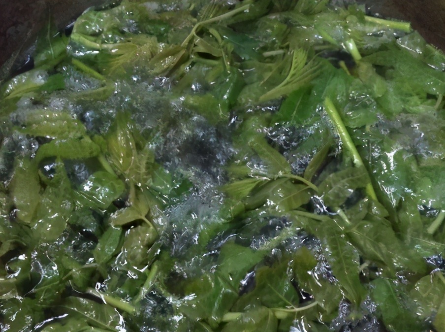 香椿要焯水后怎么腌制时间长,焯水腌香椿的正确方法
