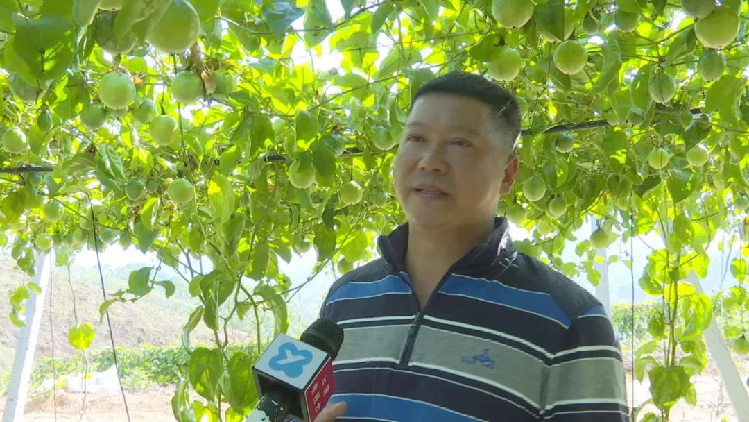 致富有道︱小小黄金百香果，托起乡村“致富梦”