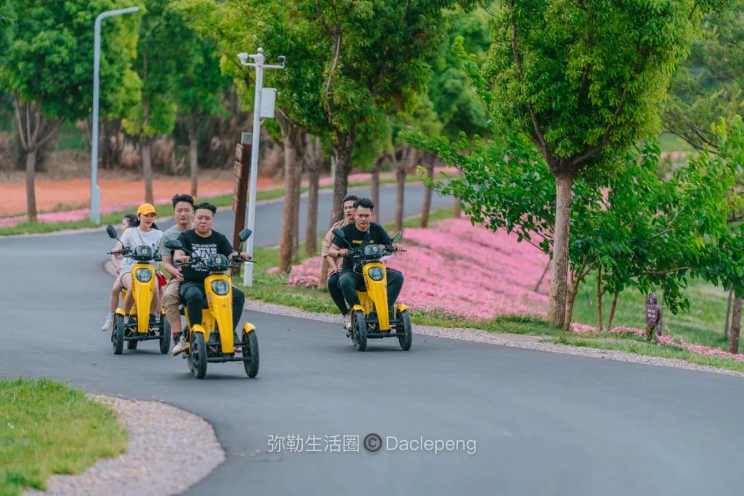 云南最美小镇图片,云南太平湖森林公园花海