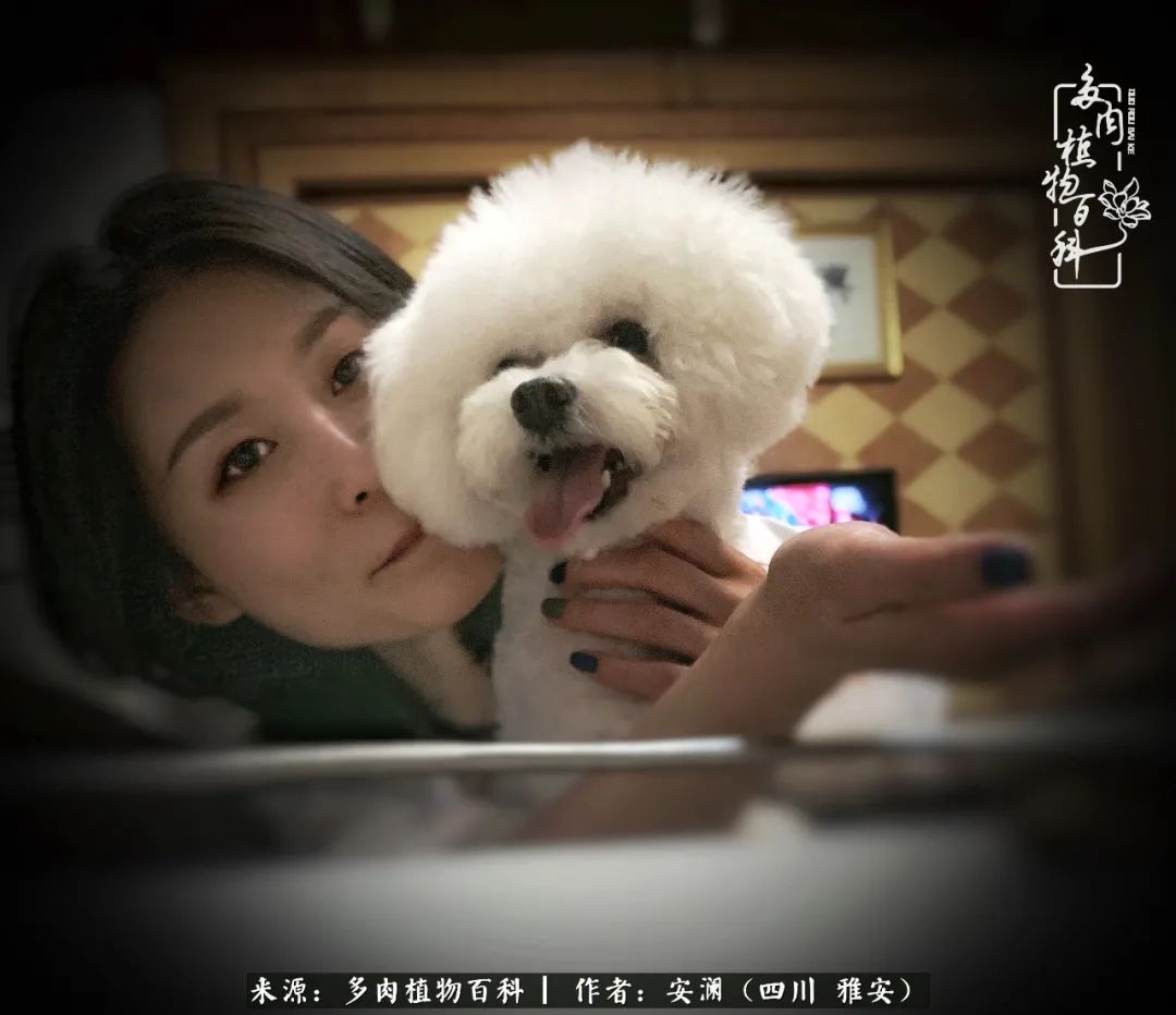 小仙女的阳台多肉,绝美多肉阳台