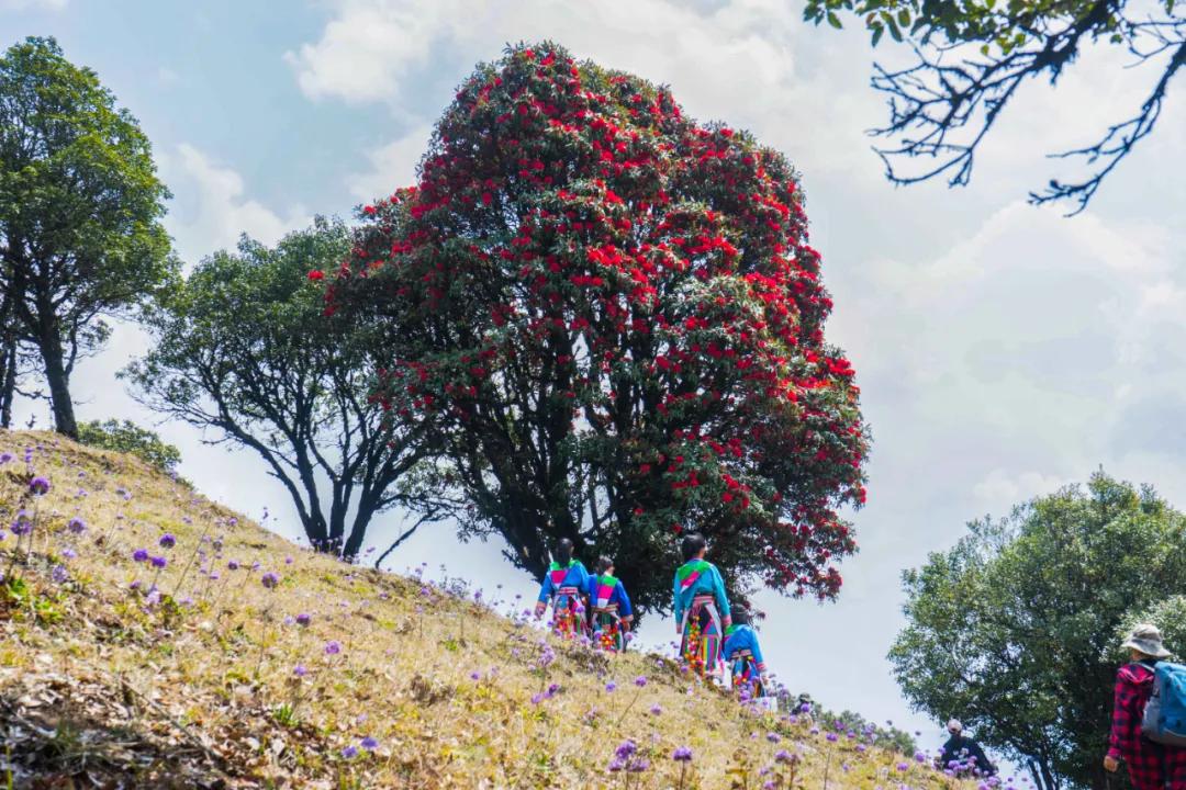 腾冲高山草甸景点,腾冲高原草场