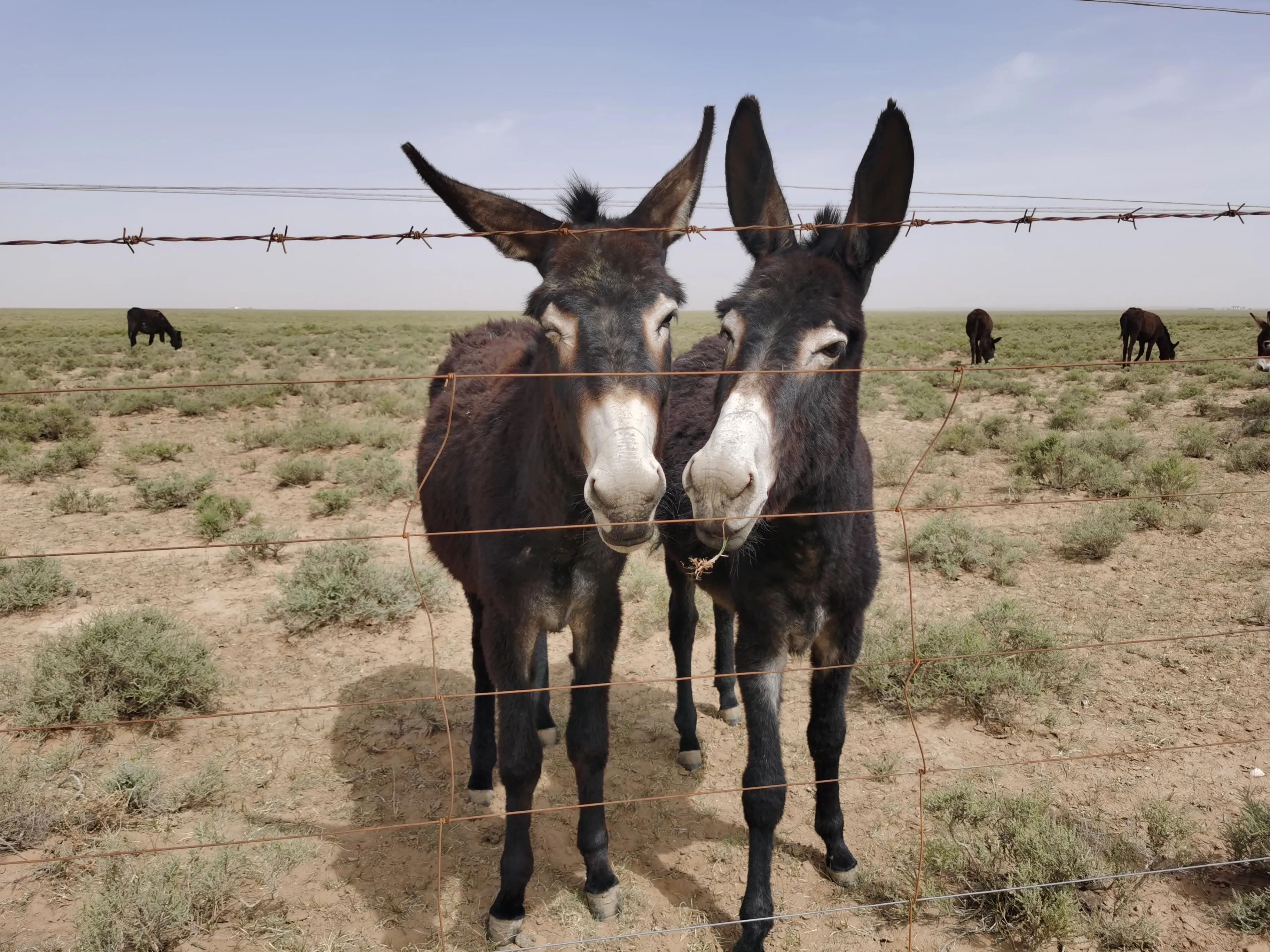 腾格里沙漠和沙坡头项目哪里划算,宁夏银川腾格里沙漠中卫沙坡头