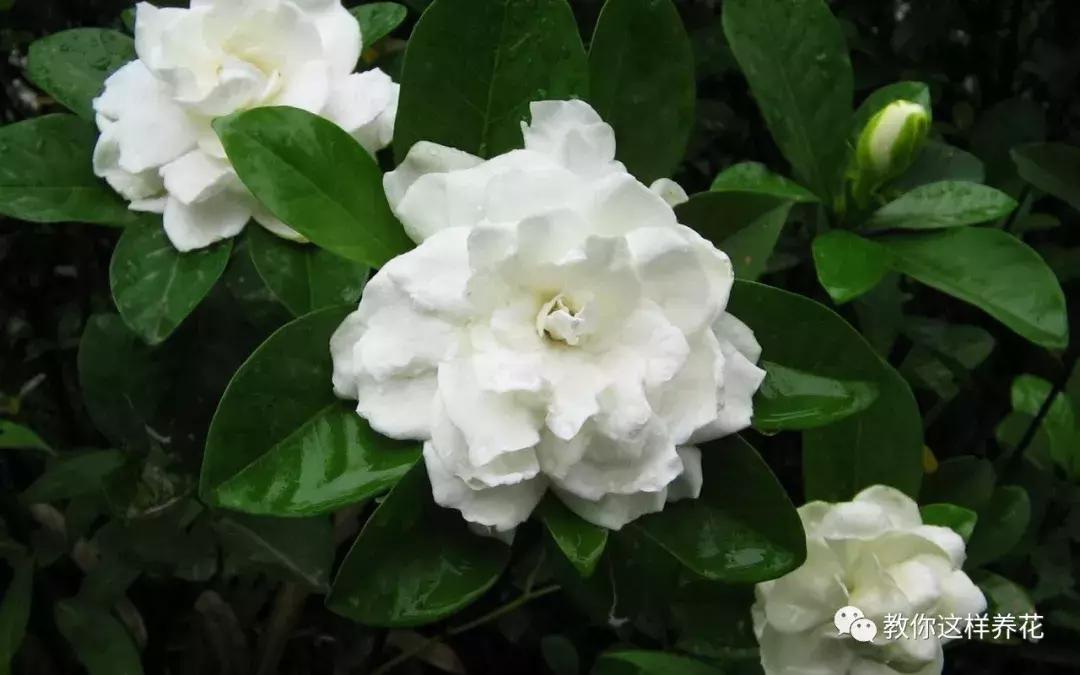 屋里阴冷适合养什么花,密封房间养什么花去味