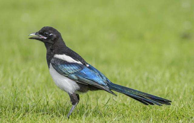 浜洪笩澶ф垬璋佽兘鎵撹耽,浜洪笩鎴樹簤