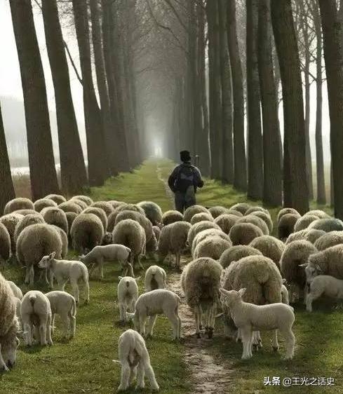 牛羊比人多十倍的新西兰，是如何成为世界前十的发达国家的？