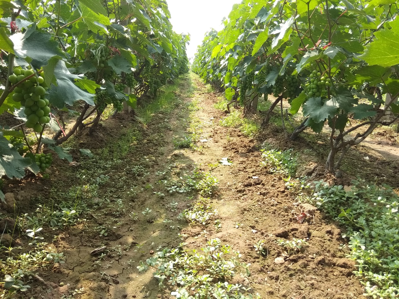 高效生态农业规模化,高效生态农业项目简介