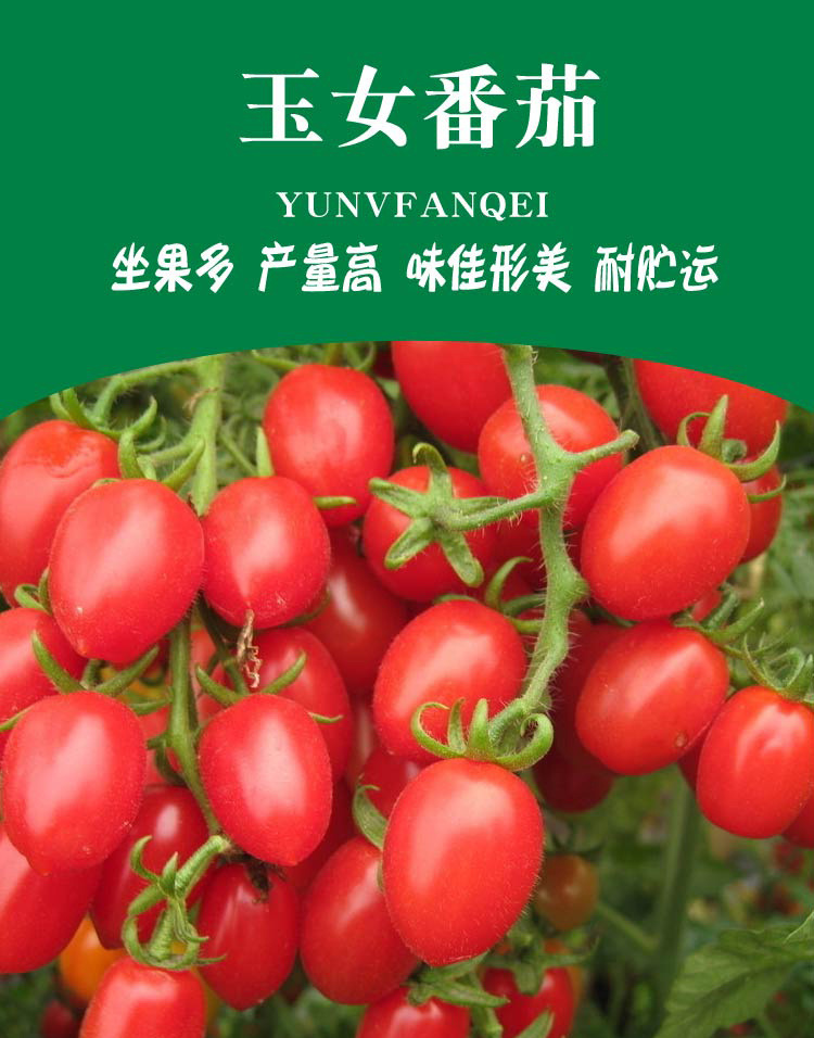 玉女番茄如何种植,玉女番茄种植前景