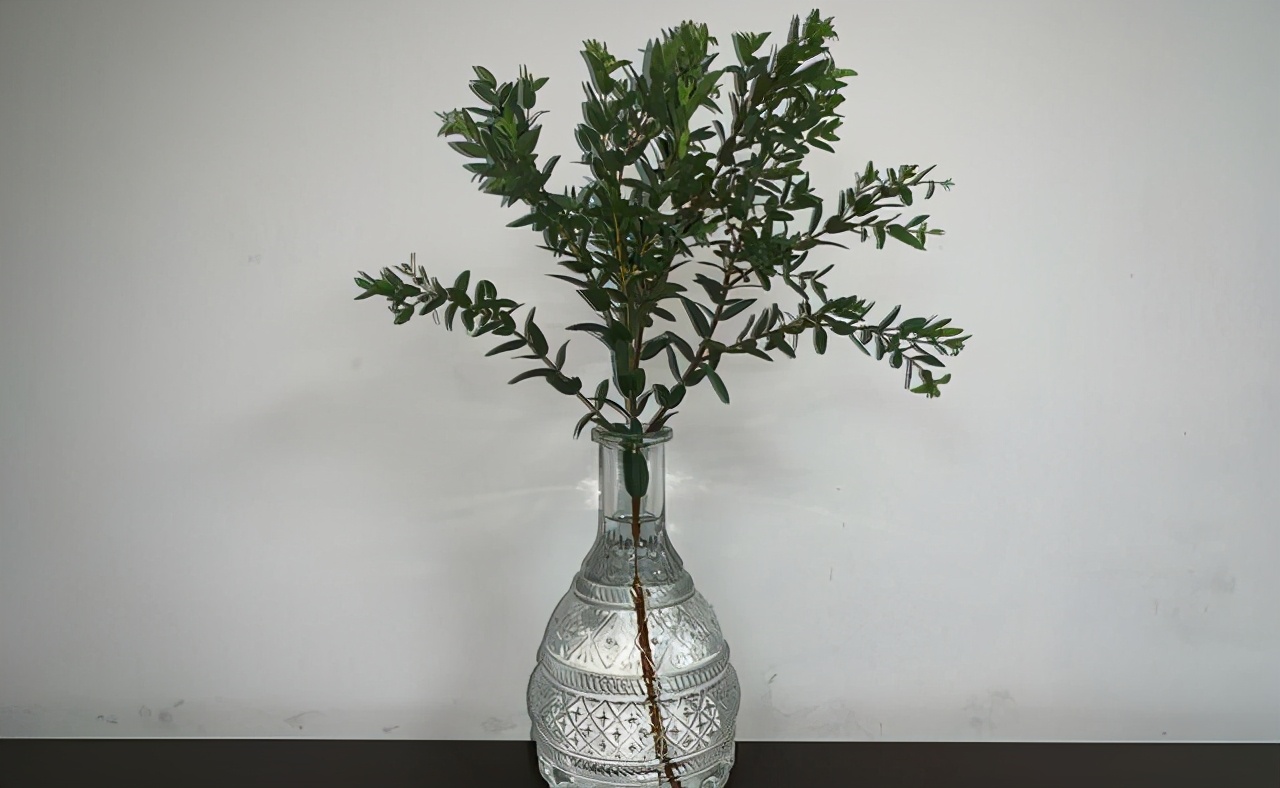 走进盆景世界领略盆景的魅力所在,浅谈盆景的大小与艺术价值