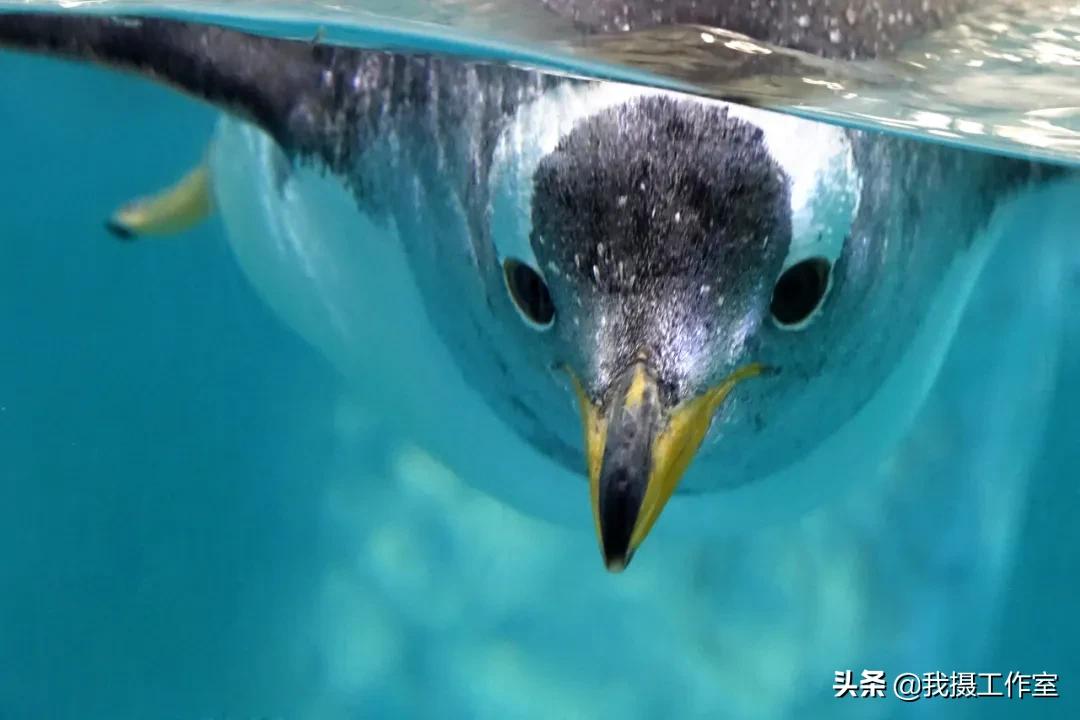 第16届国际摄影艺术展获奖作品,第29届全国摄影艺术展览作品集