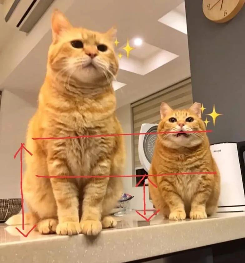 猫真的会把你当妈妈,猫把你当成妈妈是啥样子的